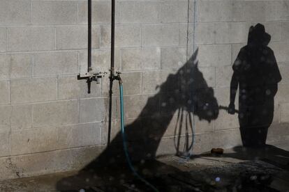 La sombra de un caballo y de un cuidador se proyecta en una pared mientras baña a un equino en un establo de Betfair Hollywood Park el Domingo, 15 de diciembre 2013, en Inglewood, California, se cierra tras 75 años de carreras de pura sangre.