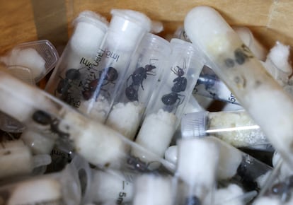 Así fue cómo dos ciudadanos belgas, un vietnamita y un keniano, capturados en el aeropuerto internacional de Kenia, en abril, trataron de sacar ilegalmente más de 5.000 hormigas. Los insectos eran transportados en tubos de ensayo y jeringas rellenos de algodón.