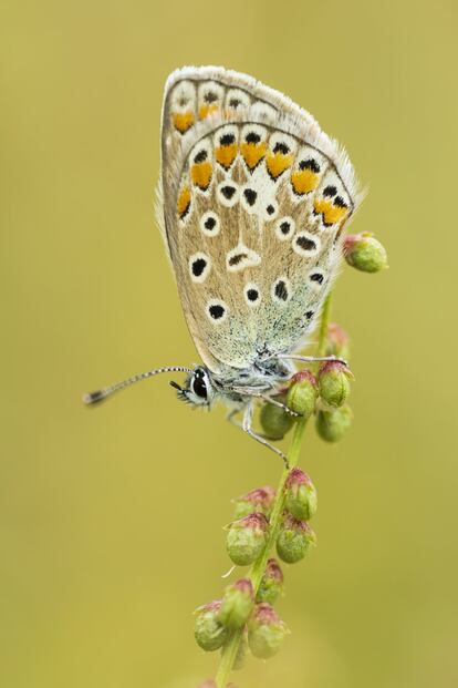 Una mariposa (Polyommatus icarus) espera impaciente los primeros rayos del sol para activarse.<br><br><i>A veces lo más bello está tan cerca que no lo vemos. La pandemia me atrapó en mi casa de Corella (Navarra). Habituado a recorrer medio planeta para realizar mi trabajo como fotógrafo de viajes y naturaleza, me encontré encerrado en un pequeño mundo que me obligó a reinventarme.</i><br>