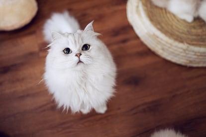 Cute cat