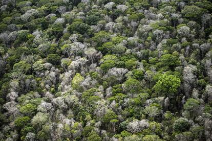 Bosque ao sudoeste de Macapá.