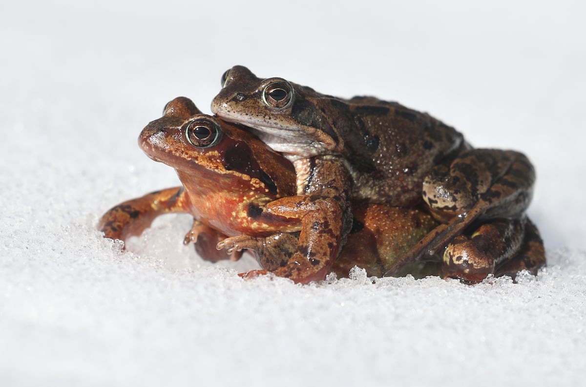 European female frogs play dead to avoid unwanted sexual advances | Science  | EL PAÍS English