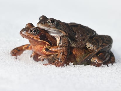 Dos ranas se mueven a través de la nieve hasta su zona de desove. Generalmente las hembras cargan a los machos sobre sus espaldas.