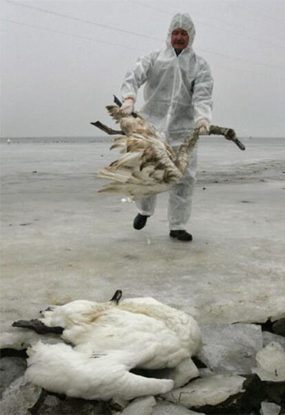 Un hombre recoge cisnes muertos en la isla alemana de Rügen.