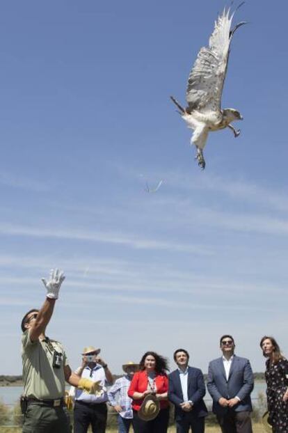 Un agente libera un ejemplar de águila culebrera en la Dehesa de Abajo, en la localidad sevillana de La Puebla del Río.