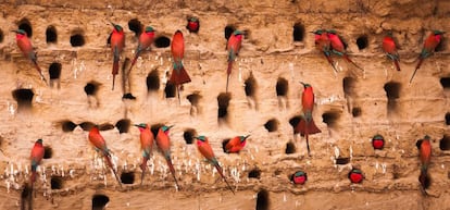 Abejarucos carmesíes en el parque nacional de South Luangwae, en Zambia.