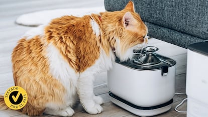 Pongo a prueba las mejores fuentes de agua automáticas para mascotas