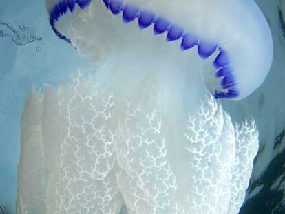 <i>Rhizostoma pulmo</i>