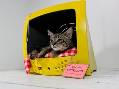 Cómo conseguir que tu gato salga en la tele