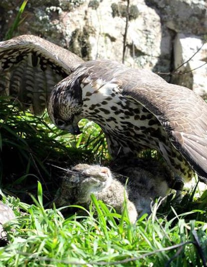 Un águila imperial en la sierra.