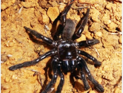 La araña de la especie Giaus Villosus considerada la más vieja del mundo.