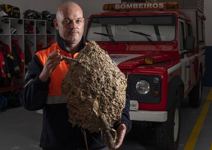 El exterminador Lolo Andrade, miembro de Protección Civil del Ayuntamiento de Cambre (A Coruña), sujeta un nido de velutinas.