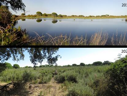 La laguna del Moral en Doñana, inundada en 2011, seca y copada por la vegetación en 2020.