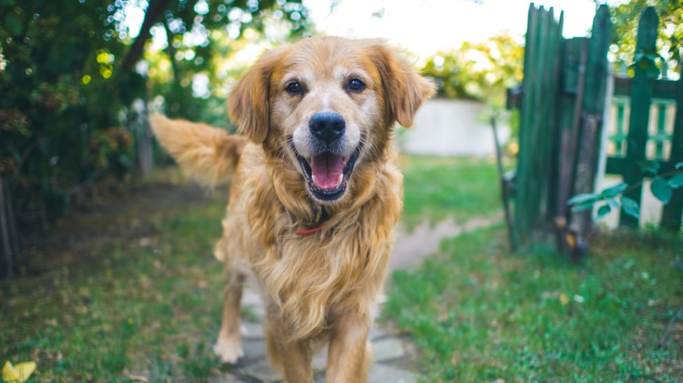 Un perro da la bienvenida a su dueño.