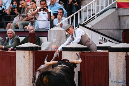 Florito, en su labor de mayoral de la plaza, intentando que un toro devuelto vuelva a los corrales.