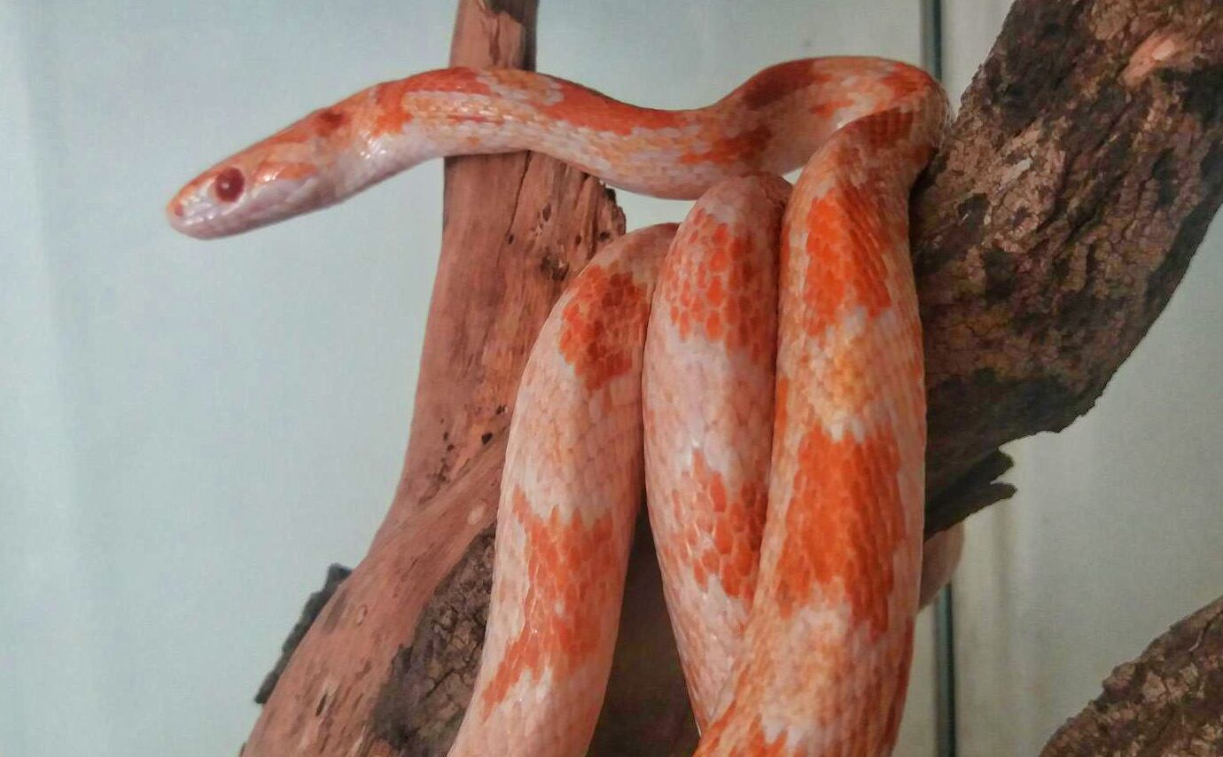 Un ejemplar de serpiente Culebra del maiz americana (Elaphe guttata)