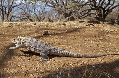 Una iguana en el parque nacional de Santa Rosa.