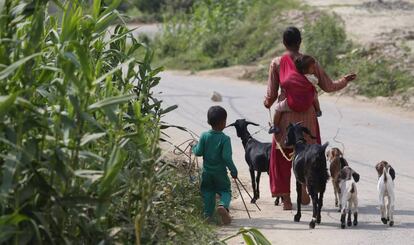 Una mujer nepalí con sus hijos y sus cabras camina por una carretera en la región de Bhaktapur el pasado 18 de mayo, durante la cuarentena por covid-19 en el país.