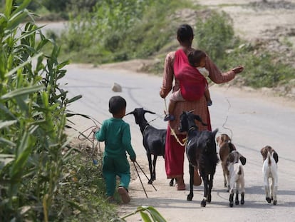 Una mujer nepalí con sus hijos y sus cabras camina por una carretera en la región de Bhaktapur el pasado 18 de mayo, durante la cuarentena por covid-19 en el país.