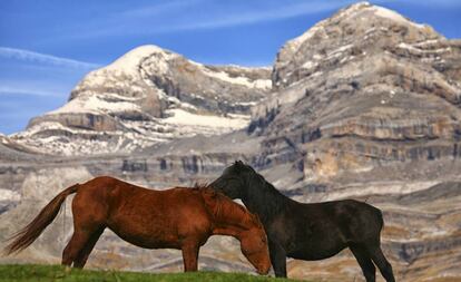 Caballos en el parque nacional de Ordesa, con los picos Monte Perdido y Añisclo al fondo.