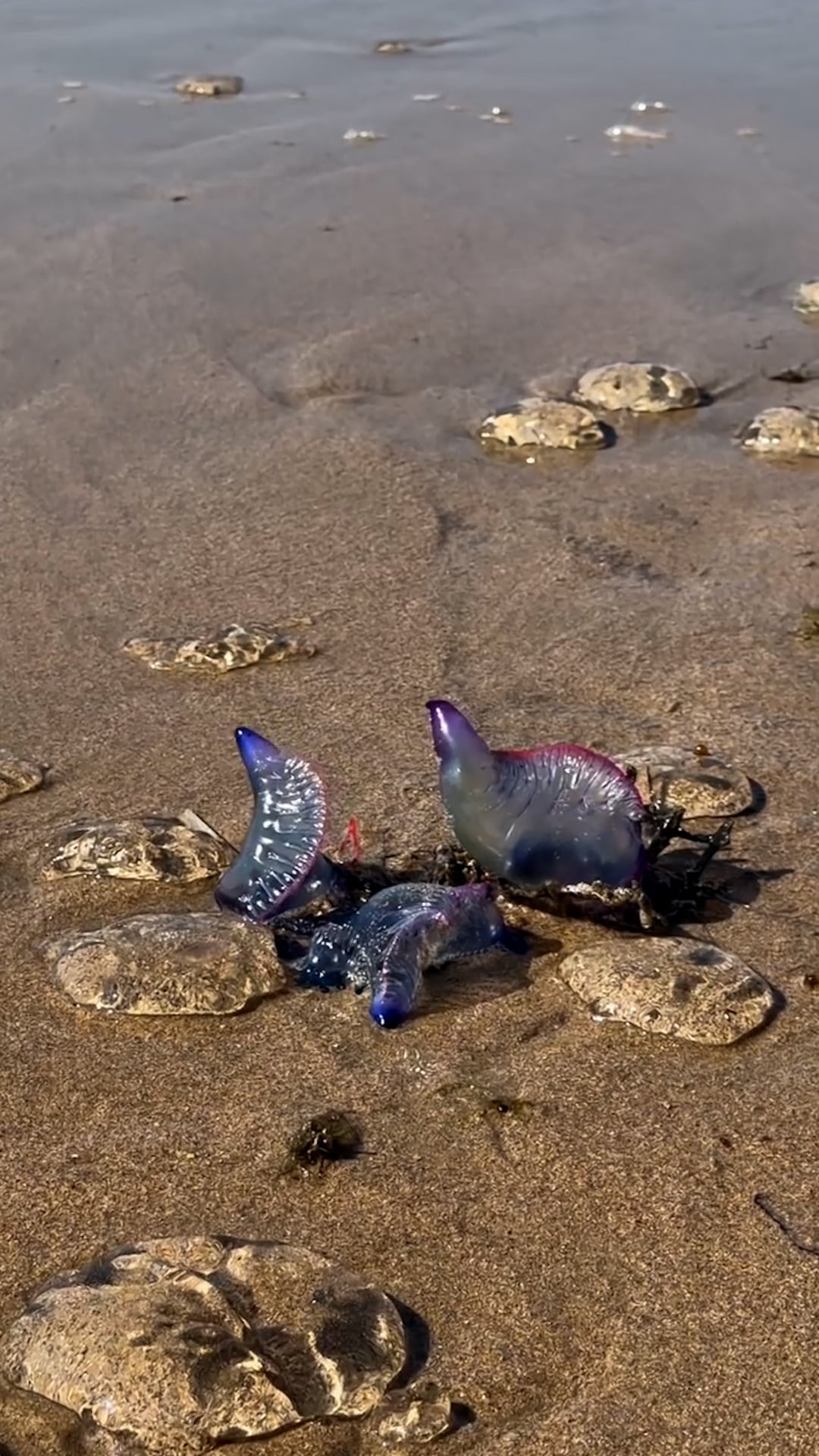 Cientos de carabelas portuguesas y medusas llegan a las playas de País Vasco