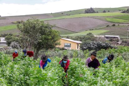 Mujeres indígenas trabajando en un campo de quinua en San José de Tanquis, Ecuador.