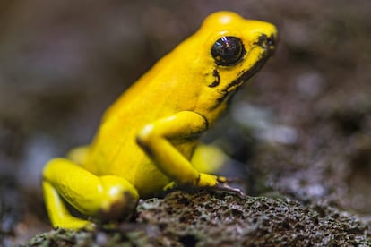 La rana dardo dorada (Phyllobates terribilis) es el vertebrado más venenoso que existe.