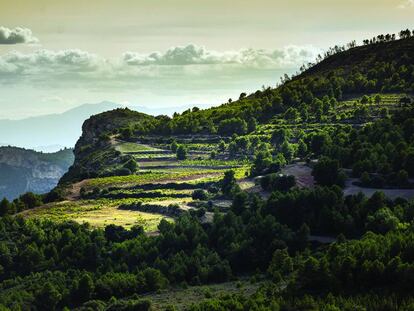 La parcela de Masdeu de la bodega Scala Dei, en el Priorat (Tarragona). 