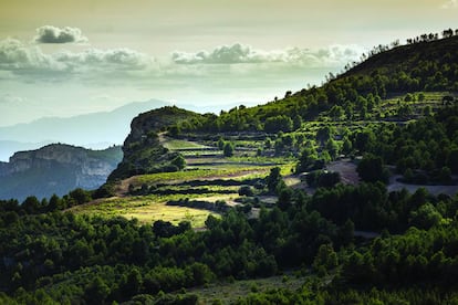 La parcela de Masdeu de la bodega Scala Dei, en el Priorat (Tarragona). 