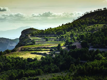 La parcela de Masdeu de la bodega Scala Dei, en el Priorat (Tarragona). 