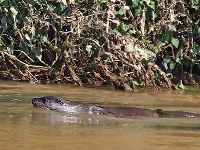 Una nutria en la desembocadura de un río español.