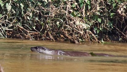 Una nutria en la desembocadura de un río español.