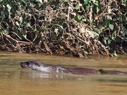 Una nutria en la desembocadura de un río español.