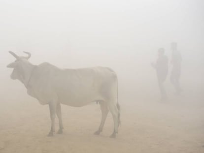 Una vaca bajo la niebla contaminada de Nueva Delhi (India).