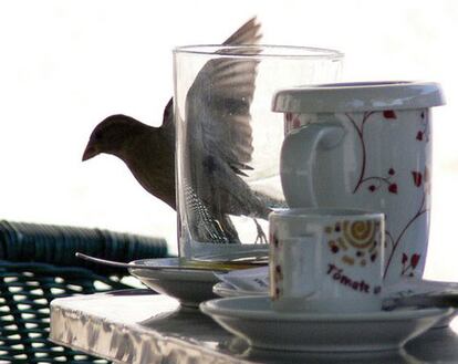 Invitado sorpresa durante el café.