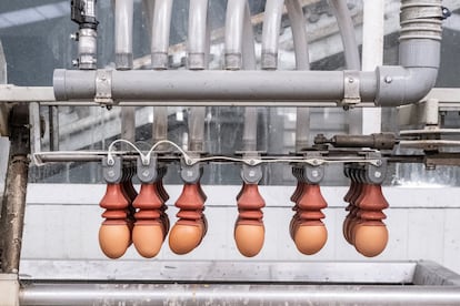 Máquina para la selección de huevos en la empresa Granjas Redondo, en El Barraco (Ávila).
