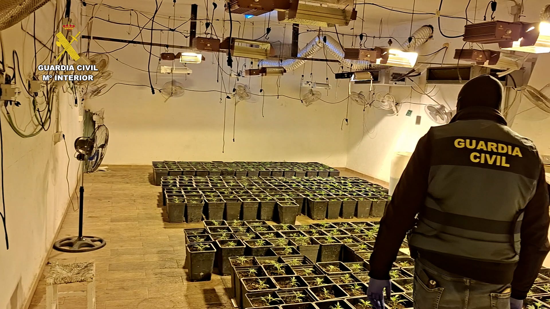 Plantas de marihuana intervenidas durante la operación Aguileo.