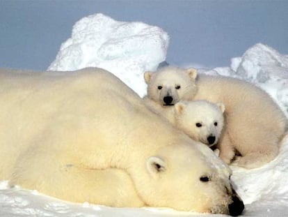 Una osa polar y sus dos oseznos, junto al mar de Beaufort, en Alaska.