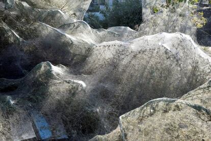 Una gran telaraña cubre la vegetación de la costa de Aitoliko, a 250 kilómetros al oeste de Atenas (Grecia).