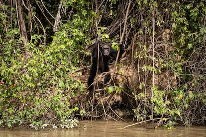 A male chimpanzee appears between the thick bushes that cover one of the islands on the Gambia river.