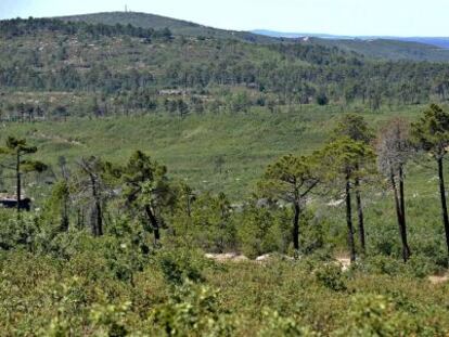 La naturaleza ha resurgido en La Riba de Saelices (Guadalajara) después del incendio de 2005.