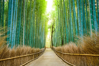 El famoso bosque de bambú de Arashiyama.