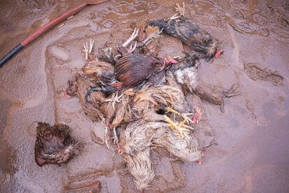 Gallinas muertas en la casa de los hermanos Antonio y Justo Sáchez Abad.