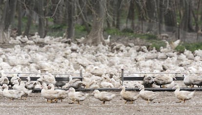 Detectado un primer brote de gripe aviar en una granja de 17.300 patos en el municipio de Sant Gregori (Girona).