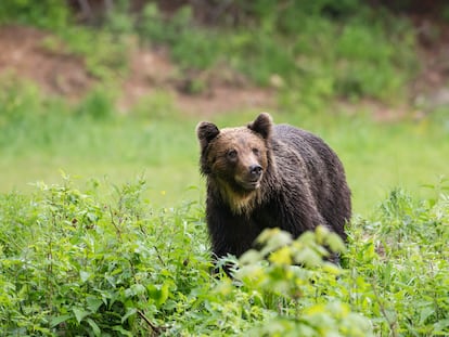 A brown bear in an area of Slovakia.