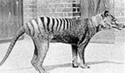 Una fotografía tomada hace 66 años a uno de los últimos tigres de Tasmania.