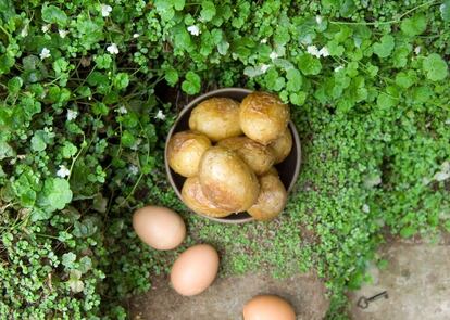 Fotografía de Dinah Fried inspirada en la novela 'El jardín secreto' de Frances Hodgson Burnett, e incluida en 'Fictitious Dishes'.