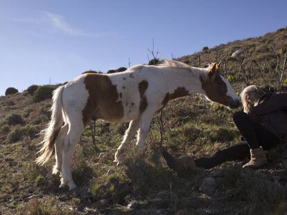 Lucy Rees da a oler su bota a un caballo en Piornal (C&aacute;ceres).