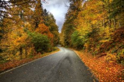 Fall landscape in Selva de Irati, in Navarre.