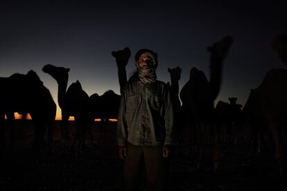 Lahbieh E. Ahmed, 47 años, camellero, campamentos de Tindouf. Nacido en Farsia en 1962, dice que de lo único que sabe es de camellos. Vive por/para ellos, le gusta cuidarlos y los sacrifica cuando se necesita; estos son para el Ramadán. "Estoy con la mayoría, si eligen ir a la guerra estoy con ellos".